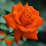 Rosa Quintero - Facebook
