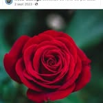 Rosa Quiroga - @rosa.quiroga.940641 - Instagram