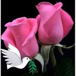 Rosa Quiroga - @rosaquiroga287 - Instagram