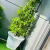 rosa rahman - @jesminakter308 - TikTok