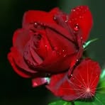 Rosa Rey - Facebook