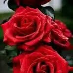 Rosa Riera - Facebook