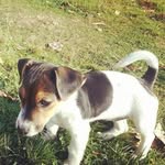 Rosa Rocket - @rosa_rocket - Instagram