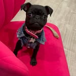 Rosa the Mini Pug Rocks Lajolla - @rosa_rocks_lajolla - Instagram
