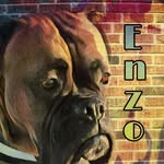 Rosa/rocko/enzo/zeus - @enzo_el_boxer - Instagram