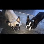 Rosa&Rocky❤️🐶 - @frenchie_boston__ - Instagram
