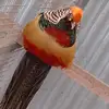 ❣R Sequeira® - @rosasequeira291 - TikTok