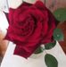 Rosa Shields - Facebook