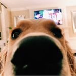 Rose Shields - @rosethegoldenpup - Instagram