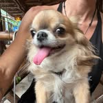 Rosa la chihuahua 💖 - @rosa_smalldog - Instagram