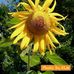 Rosa Sweeney - Facebook