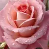 Rosa Tarango - @rosa.tarango - TikTok
