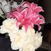 Rosa Tom - Facebook
