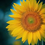 Rosa Waldner - Facebook