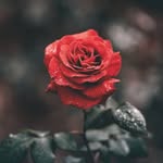 Rosalia Thomas - @rose98973 - Instagram