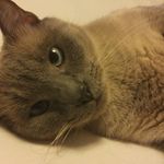 Rosalie Hoffman - @hemilin644 - Instagram