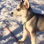 Husky Love - @rosalie_the_silver_husky - Instagram