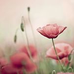 Rosalind Boyd - @rosalindboyd - Instagram