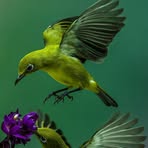 Rosalind Chen - Facebook