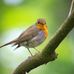 Rosalind Ebert - Facebook