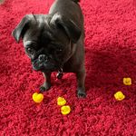 Rosalind Gee - @rozzythewonderpug - Instagram