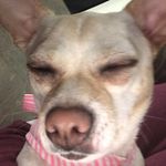 Rosalinda Tacos - @rosalindappheadtaco - Instagram