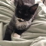 Rosalind Lawrence - @azasinraouya - Instagram