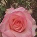 Rosalio Sanchez - Facebook