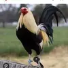 Rosalio Sanchez - @rosalio.sanchez64 - TikTok