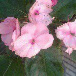 Rosalva Ramirez - @rosalva.ramirez.737 - Instagram
