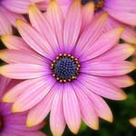 Roslyn Moss - @roslyn.moss.73 - Instagram