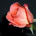 Roslyn Osborn - Facebook