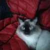rosalyn - @rosalynsmallman - TikTok