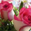 Rosa Maria Torres - @rosamariatorres41 - TikTok