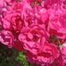 Rosanna Johnson - Facebook