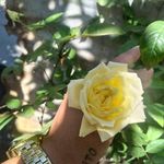 Rosanna Gonzales Roxas - @roxas_rosanna - Instagram
