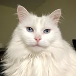 Rosanne Allen - @wight.catlady - Instagram