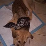 Rosanne Shaw - @reba6670 - Instagram