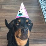Roxanne Sutherland - @roxitherottie6 - Instagram