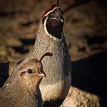 Rosanne Weber - @roseweber53 - Instagram