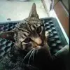 Rosaura Camacho - @rosauracamacho2729 - TikTok