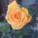Rosaura Duran Ponce - Facebook