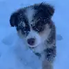 RoscoeDeElescono - @roscoedeelescono - TikTok