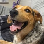 Roscoe Flame - @roscoe_flame_harris - Instagram