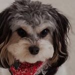 Roscoe T. Harris - @roscoe.t.harris - Instagram