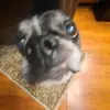 ToeHunter - @roscoethetoehunter - TikTok