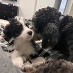 Roscoe and Jackson - @theberniedoods - Instagram