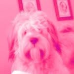 Roscoe Jackson🐶 - @roscoemjackson - Instagram