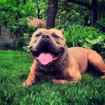 Roscoe Jackson - @roscoe_bear_3 - Instagram