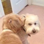 roscoe - @roscoejackson - Instagram